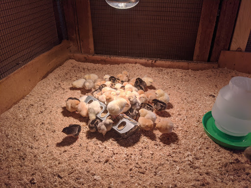 Pet Supply Store «Western Feed & Pet Supply», reviews and photos, 5935 Don Way, Carmichael, CA 95608, USA