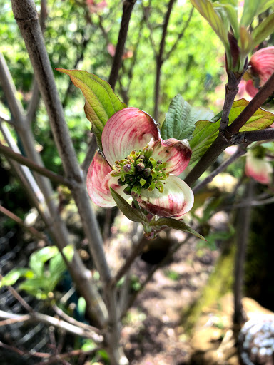 Garden Center «Stonewall Garden Center», reviews and photos, 4675 PA-447, Canadensis, PA 18325, USA