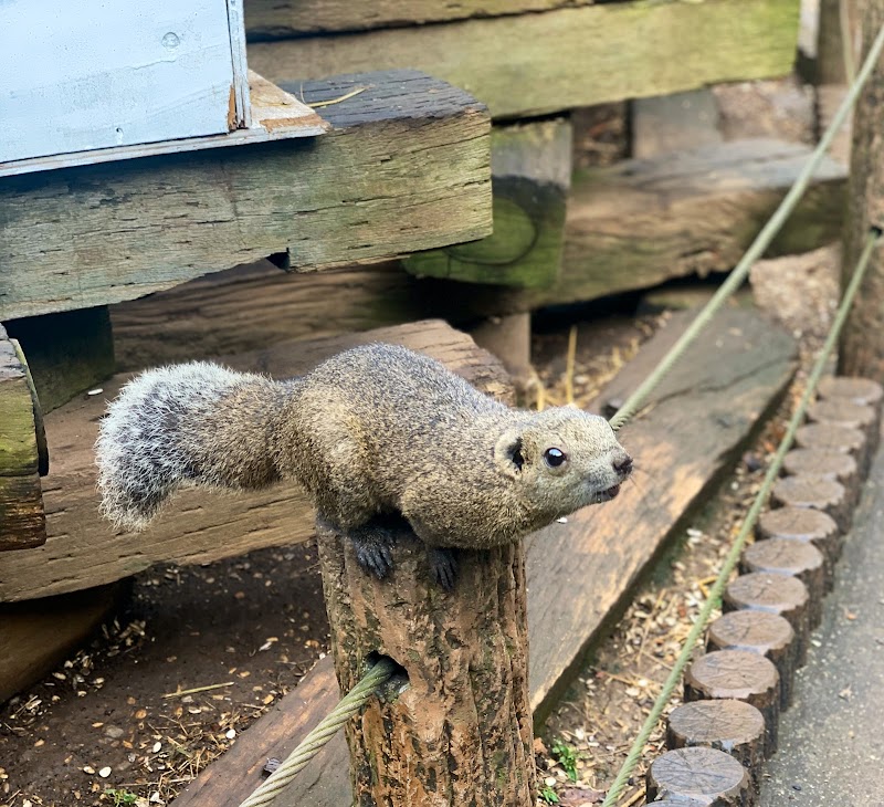 町田リス園 東京都町田市金井町 動物園 動物園 グルコミ