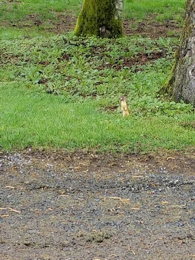 Golf Course «Snohomish Golf Course», reviews and photos, 7805 147th Ave SE, Snohomish, WA 98290, USA