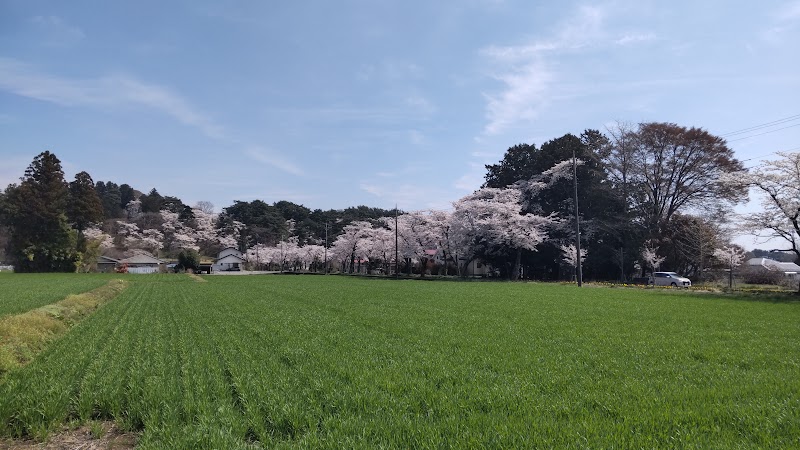 烏ケ森公園の桜並木