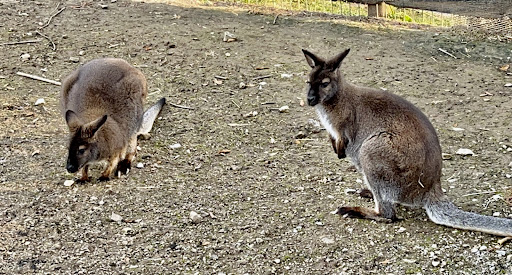 Zoo «Little Ponderosa Zoo and Rescue», reviews and photos, 629 Granite Rd, Clinton, TN 37716, USA