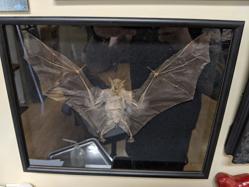 Find bat tattoo ideas for your next unique tattoo in Liberty at Dark Lotus Tattoo & Salon