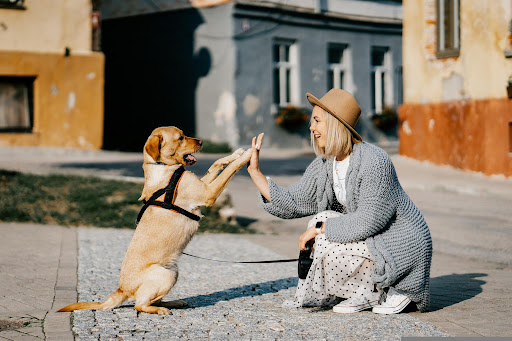 Dogshop Gronau unter Gronau, 