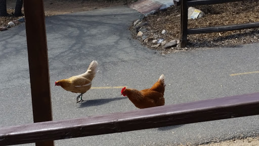 Zoo «Heritage Park Zoological Sanctuary», reviews and photos, 1403 Heritage Park Rd, Prescott, AZ 86301, USA