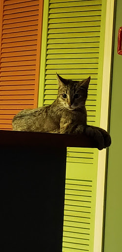 Animal Protection Organization «Charleston Animal Society», reviews and photos