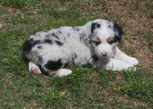 Fifteen Acre Farms Australian Shepherds