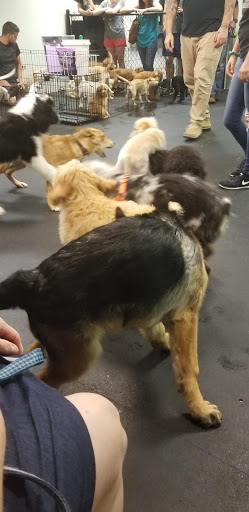 Pet Supply Store «Dogology», reviews and photos, 166 Albany Turnpike, Canton, CT 06019, USA