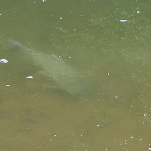 Park «Harrods Creek Park», reviews and photos, 6530 Montero Dr, Prospect, KY 40059, USA