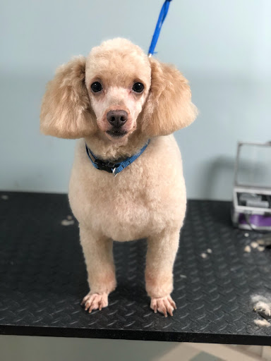 Pet Supply Store «Pet Supplies of Bayside», reviews and photos, 224-25 Union Tpke, Oakland Gardens, NY 11364, USA