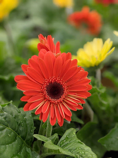 Garden Center «H J Benken Florist & Garden», reviews and photos, 6000 Plainfield Rd, Cincinnati, OH 45213, USA