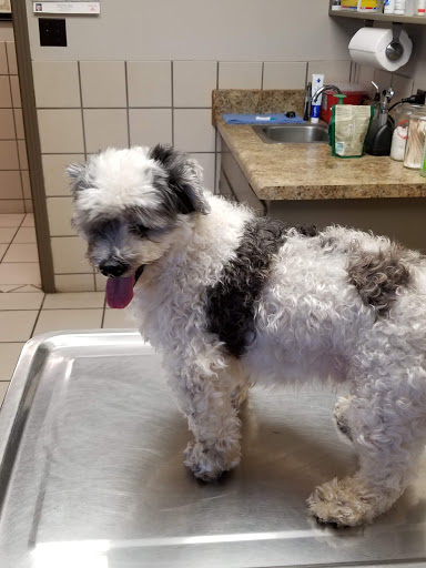 Senatobia Animal Hospital