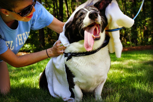 College Road Animal Hospital