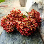 Photo n°1 de l'avis de Alberta.a fait le 20/10/2020 à 18:03 sur le  Pasticceria Cioccolateria Gelateria Bar Vigo à Masone