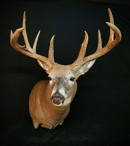 Taxidermist «HighPoint Taxidermy And Outfutters», reviews and photos, 14860 OH-13, Thornville, OH 43076, USA