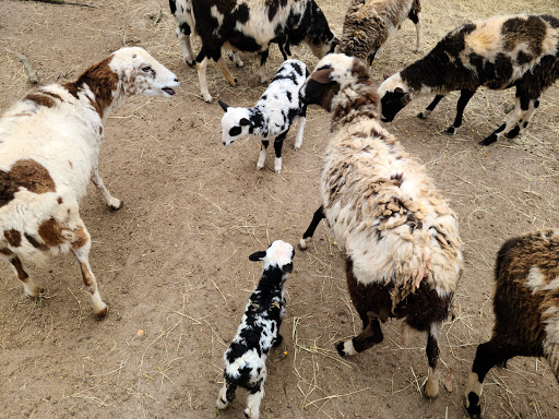 Zoo «Waccatee Zoological Farm», reviews and photos, 8500 Enterprise Rd, Myrtle Beach, SC 29588, USA