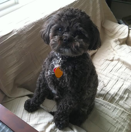 Pet Store «Three Dog Bakery», reviews and photos, 1556 W McEwen Dr #112, Franklin, TN 37067, USA