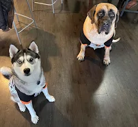 Willow Pet Sitter - Car repair in , Dallas - Rated 0.0/5