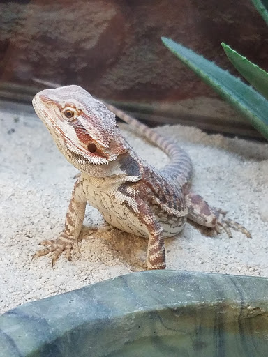 Pet Supply Store «Petco Animal Supplies», reviews and photos, 17200 Southcenter Pkwy #100, Tukwila, WA 98188, USA