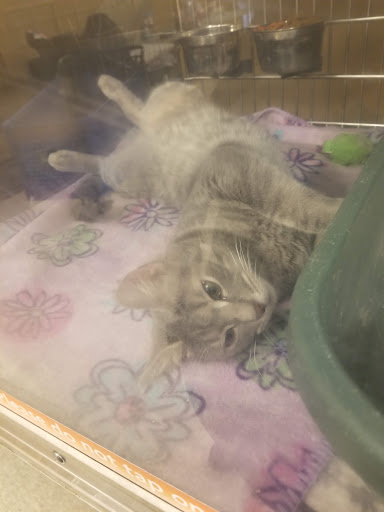 Pet Supply Store «PetSmart», reviews and photos, 263 Midway Blvd, Elyria, OH 44035, USA