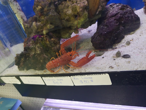 Pet Store «Petland Discounts - LI City», reviews and photos, 34-60 48th Ave, Queens, NY 11101, USA