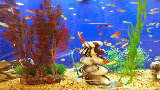 Pet Supply Store «PetSmart», reviews and photos, 7177 SE 29th St, Midwest City, OK 73110, USA