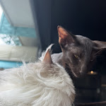 Photo n°6 de l'avis de Linda.a fait le 21/04/2023 à 18:46 sur le  Dr. Cat - Pet Lounge Bistrot à Brescia