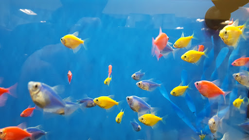 Pet Supply Store «Petco Animal Supplies», reviews and photos, 1591 Sloat Blvd, San Francisco, CA 94132, USA