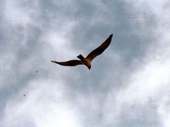 Lough Beg Bird Reserve