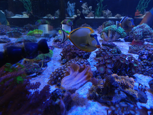 Tropical Fish Store «Premier Aquatics», reviews and photos, 1801 Roswell Rd, Marietta, GA 30062, USA