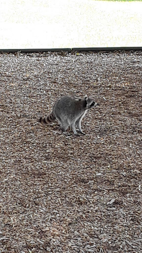 Park «Longwood Park», reviews and photos, 6050 Longwood Run Blvd, Sarasota, FL 34243, USA