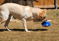 Happy Hounds Pet Sitters And Dog Walkers in Burleson, TX - Photo 5 - Car repair in , Fort Worth