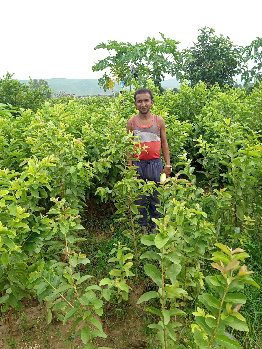 राजकीय उच्च प्राथमिक विद्यालय अरियाली