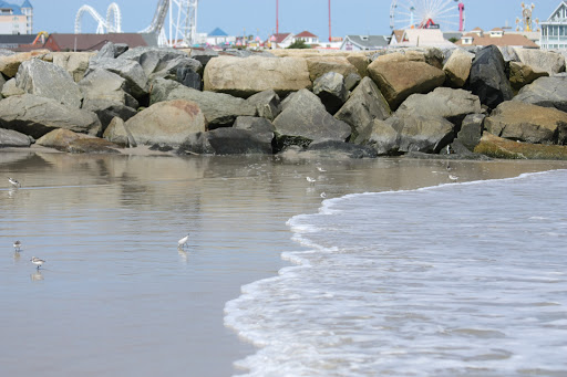 National Park «Assateague Island National Seashore», reviews and photos, 7206 National Seashore Ln, Berlin, MD 21811, USA