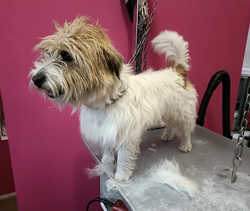 Pensioni per cani e dog hotel a PINK POODLE Toelettatura di Giulia Travella