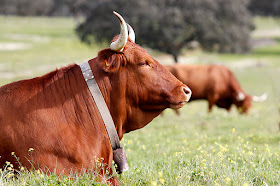 Associação De Criadores De Bovinos De Raça Alentejana