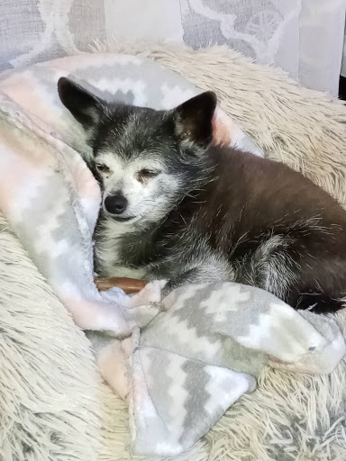 Pet Supply Store «PetSmart», reviews and photos, 16257 N Scottsdale Rd, Scottsdale, AZ 85254, USA