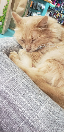 Pet Supply Store «Dogge Style Pets Passyunk», reviews and photos, 1700 E Passyunk Ave, Philadelphia, PA 19148, USA