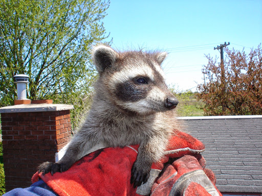 Skedaddle Humane Wildlife Control