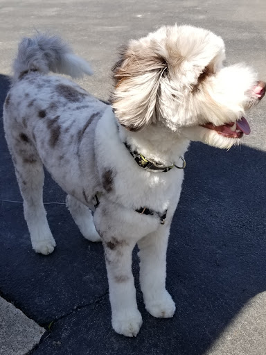 Pet Store «Olde Dogge Inn», reviews and photos, 14472 Ridge Rd W, Albion, NY 14411, USA