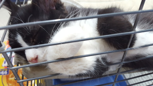 Pet Store «Pet City», reviews and photos, 14718 Whittier Blvd, Whittier, CA 90605, USA