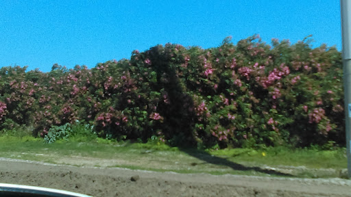 Golf Club «Palmilla Beach Golf Club», reviews and photos, 258 Snapdragon, Port Aransas, TX 78373, USA