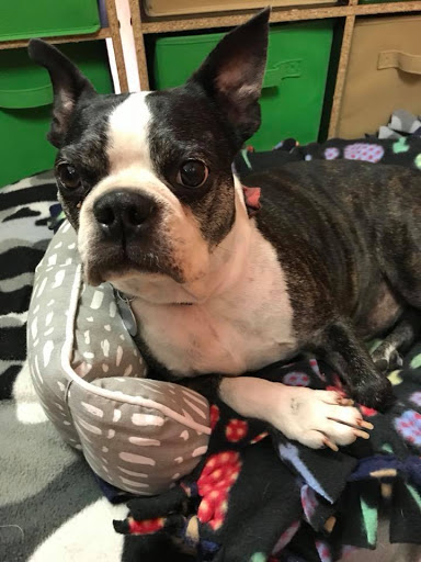 Pet Supply Store «EarthWise Pet Supply - Richardson», reviews and photos, 1310 W Campbell Rd #128, Richardson, TX 75080, USA