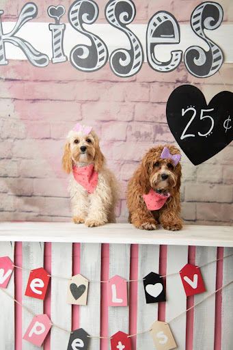 Pet Groomer «We Lov Pets», reviews and photos, 3853 Northpointe Dr, Zanesville, OH 43701, USA