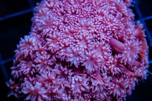 Unique Corals image