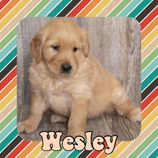 Pet Store «Pet Express», reviews and photos, 250 Granite St, Braintree, MA 02184, USA