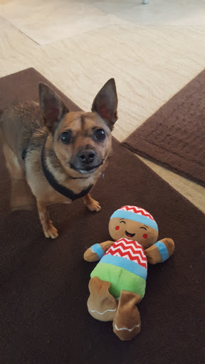 Pet Supply Store «Pet Supermarket», reviews and photos, 7201 Lake Worth Rd, Lake Worth, FL 33463, USA