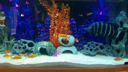 Pet Store «34 Pet Shop», reviews and photos, 3434 W Slauson Ave, Los Angeles, CA 90043, USA