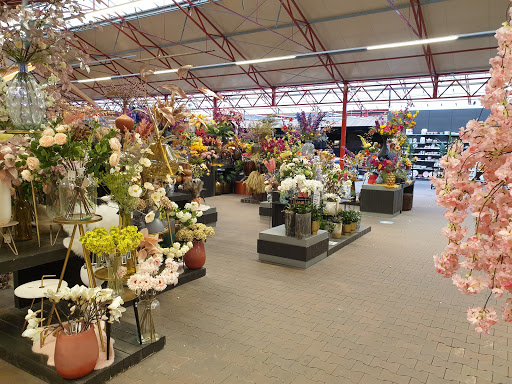 Winkels om tulpen te kopen Rotterdam