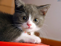 Dee's Pet Care - Photo 9 - Car repair in , Orlando